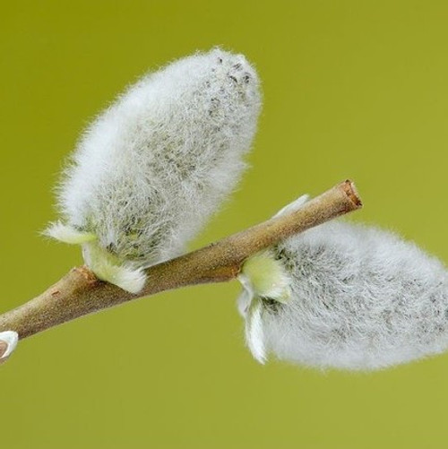 100 Grey Willow 3-4 ft Hedging Plants,Salix Cinerea,Pussy Willow Screening Trees