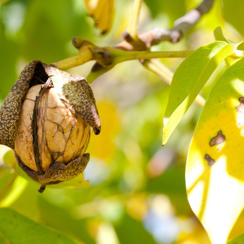 English Walnut Fruit Tree 3-4ft Tall In a 2L Pot,Grow Nuts,Juglans Regia