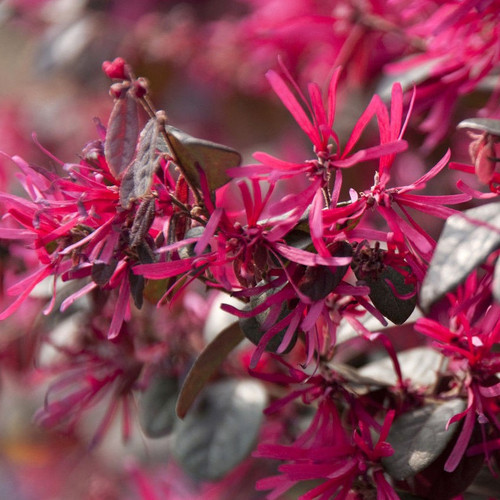 Loropetalum chinense rubrum Fire Dance, Witch Hazel In 2L Pot Stunning Colours