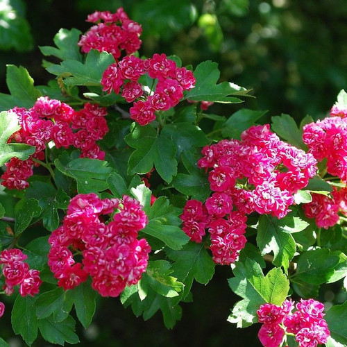 Midland Hawthorn 'Paul's Scarlet' /  Crataegus Laevigata Rosea 4-5ft In 3L Pot