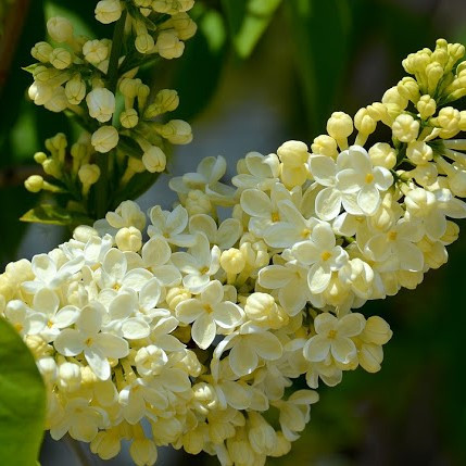 'Primrose' Syringa Vulgaris - Branched Lilac Tree 40-60cm Shrub in a 2L Pot.