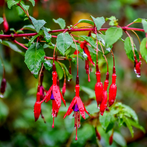 Hardy Fuchsia 'Fuchsia Riccartonii' Plant In 1.5L Pot, Beautiful Flowers