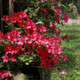 Azalea Rhododendron Geisha Red, Bushy Potted Plant, Rich Crimson Red Flowers