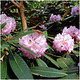 Azalea Rhododendron Rex Bushy Potted Plant, With Stunning Orange-Pink Flowers