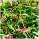 Jasminum Beesianum / Red Jasmine in 2L Pot, Stunning Summer Colours