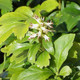 3 Pachysandra Terminalis Green Carpet / Japanese Spurge in 9cm Pots, Groundcover