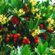 Compact Strawberry Tree  / Arbutus Unedo Compacta In 2L Pot, Tasty Fruit