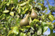 Conference Pear Tree 3-4ft 4L Pot Self-Fertile & Heavy Cropper, Ready to Fruit