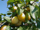 Plum Mirabelle de Nancy 4-5ft in a 6L Pot Self-fertile Incredibly Sweet Honey