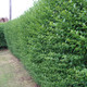 3 Green Privet Plants 2-3ft,Evergreen Hedging,Grow a Quick,Dense Hedge 2L Pots