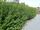 3 Green Privet Plants 2-3ft,Evergreen Hedging,Grow a Quick,Dense Hedge 2L Pots
