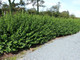3 Green Privet Plants 2-3ft,Evergreen Hedging,Grow a Quick,Dense Hedge 2L Pots
