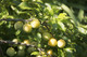 Golden Gage 'Oullins' Plum Tree 4-5ft 6L Pot, Self-Fertile, Sweet Honey Flavour
