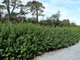 10 Green Privet Plants 2-3ft,Evergreen Hedging,Grow a Quick,Dense Hedge,2L Pots