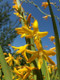 Crocosmia × crocosmiiflora  'George Davison' / montbretia In 2L Pot