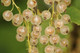 1 Witte Hollander White Currant/Ribes Rubrum 'Witte Hollander', In 2L Pot