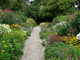 5 X Mixed Mature Garden Shrubs - Quality Plants in 2L Pots - Colourful Border