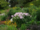 5 X Mixed Mature Garden Shrubs - Quality Plants in 2L Pots - Colourful Border