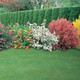 5X Mixed Established Garden Shrubs in 9cm Pots - Quality Potted Plants - Colourful Border
