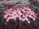 Purple Leaved Elder Flower / Sambucus Nigra 'Black Lace' in 2L Pot, Stunning Flowers