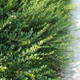 5 Lonicera Nitida In 9cm Pots Hedging Box Honeysuckle Tree Plants