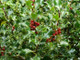 30 Common Holly Hedging Evergreen Plants, Ilex aquifolium 20-25cm in 9cm Pots