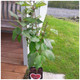 Dwarf Patio Stella Cherry Tree, In a 5L Pot, Miniature & Self-Fertile