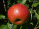 Jonagold Apple Tree 4-5ft Tall, Ready to Fruit Juicy, Sweet Tasty Apples