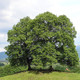 Small-leaved Lime / Tilia Cordata, 2-3ft Tall in 1L Pot With a Rich Scent