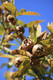 Medlar Nottingham Tree in 6L Pot, Ready to Fruit,Self-Fertile,Good For Jam