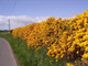50 Gorse Hedging Bush,Prickly Furze Plants,Fragrant Yellow Whin Evergreen Hedge