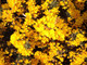 50 Gorse Hedging Bush,Prickly Furze Plants,Fragrant Yellow Whin Evergreen Hedge