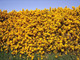 50 Gorse Hedging Bush,Prickly Furze Plants,Fragrant Yellow Whin Evergreen Hedge