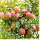 James Grieves Apple Tree 4-5ft Ready to  Fruit,Desert & Cooking Apple