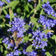 Caryopteris Clandonensis 'Kew Blue' In a 2 Litre Pot,Dark Blue Flowers