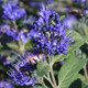 'Heavenly Blue' Caryopteris Clandonensis Plant In 2 Litre Pot