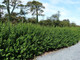 15 Green Privet Hedging Plants Ligustrum Hedge 30-50cm, Dense Evergreen, Potted, 3fatpigs