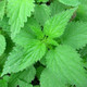 3x Nettle / Urtica dioica / Stinging Nettle In 1L Pot, Your Health, Your Way!