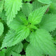 1 Nettle / Urtica dioica / Stinging Nettle In 1L Pot, Your Health, Your Way!