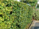 10 Hornbeam 2ft Hedging Plants, In 1L Pots Carpinus Betulus Trees.Winter Cover
