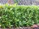 15 Cherry Laurel Fast Growing Evergreen Hedging Plants 20-30cm Tall in 10cm Pots