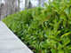 15 Cherry Laurel Fast Growing Evergreen Hedging Plants 20-30cm Tall in 10cm Pots