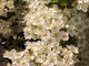 10 Hawthorn Hedging Plants 20-30cm Tall In 1L Pots ,Wildlife Friendly Hawthorne Hedges