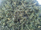 3 'Golden King' Holly Plants /Ilex aquifolium 20-30cm, 2L Pots Excellent Hedging