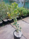 3 'Golden King' Holly Plants /Ilex aquifolium 20-30cm, 2L Pots Excellent Hedging