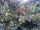 1 'Golden King' Holly Plant /Ilex aquifolium 20-30cm in 2L Pot Excellent Hedging