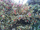 1 'Golden King' Holly Plant /Ilex aquifolium 20-30cm in 2L Pot Excellent Hedging