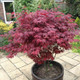 Japanese Purple Maple Tree 30-40cm Tall 9cm pot, Acer Palmatum Atropurpureum Plant