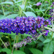 Buddleia davidii 'Empire Blue' in 2L pot Buddleja Butterfly Bush