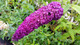 1 Buddleia davidii 'Royal Red' in 2L pot Buddleja Butterfly Bush